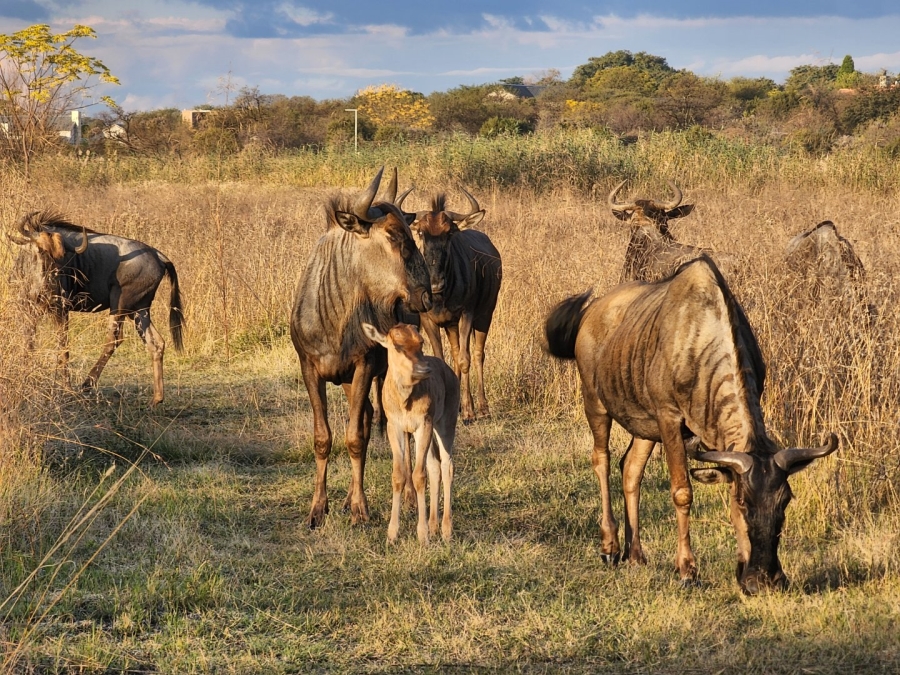 4 Bedroom Property for Sale in Hartbeespoort Rural North West